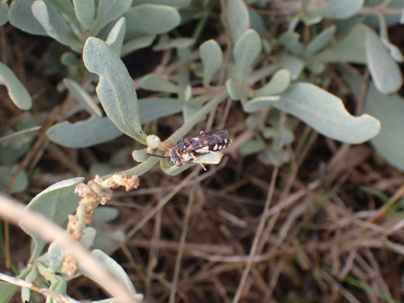 Black-thighed Epeolus