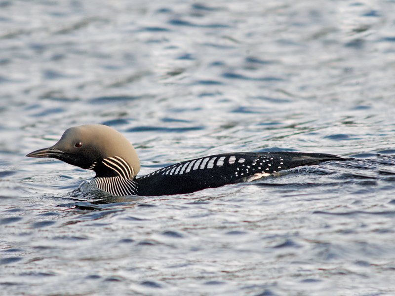 Black-throated Diver - Breeding (summer) plumage © Roger Wilmshurst Black-throated Diver - Breeding (summer) plumage © Roger Wilmshurst