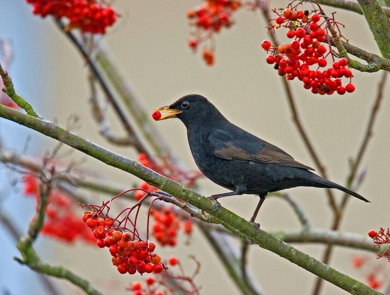 Blackbird Blackbird