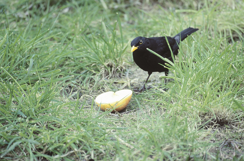 Blackbird © Darin Smith Blackbird © Darin Smith