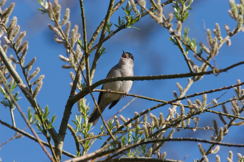 Blackcap singing © Neil Fletcher Blackcap singing © Neil Fletcher