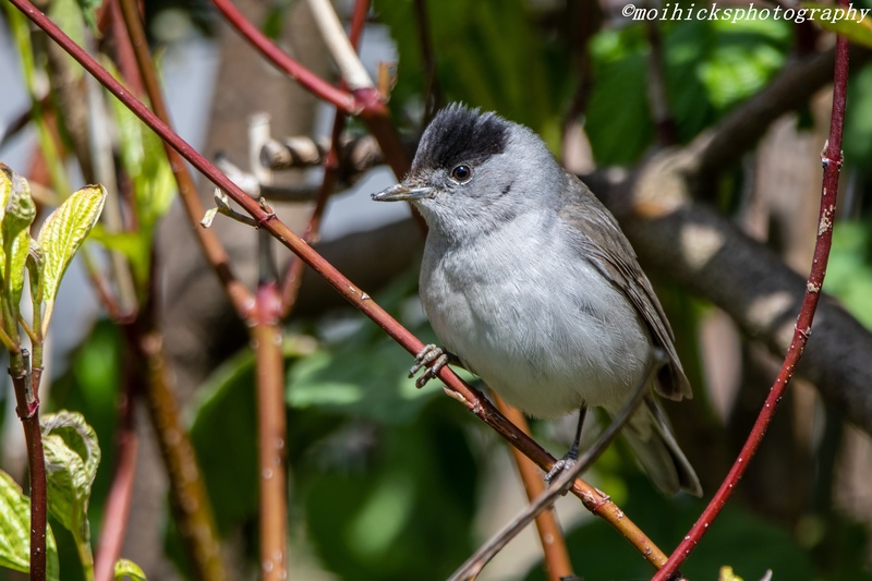 Blackcap
