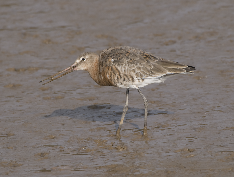 Black-tailed Godwit