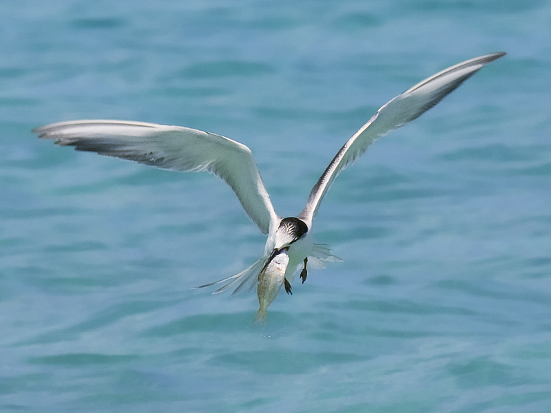 Rye Harbour Nature Reserve Wildlife Sightings: April 2025