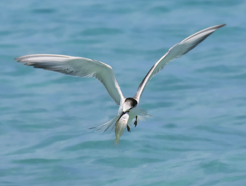 Rye Harbour Nature Reserve Wildlife Sightings: April 2025