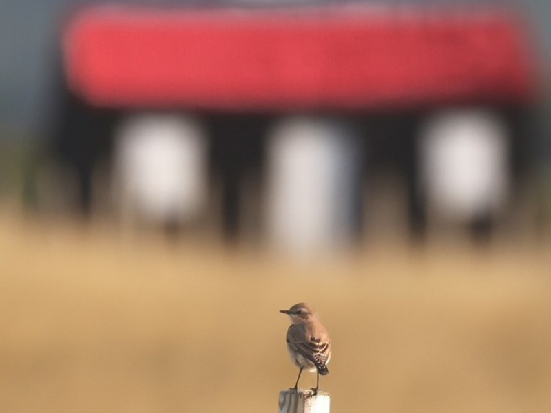 Rye Harbour Nature Reserve sightings March 2026