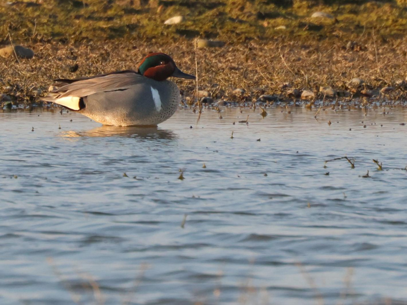 Green-winged Teal © James Tomlinson
