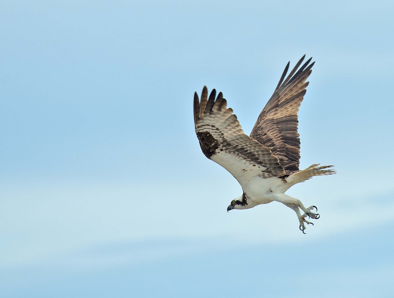 Osprey in flight Osprey in flight