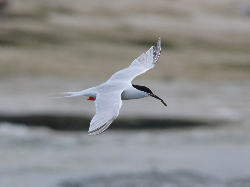 Roseate Tern © Adam Jones