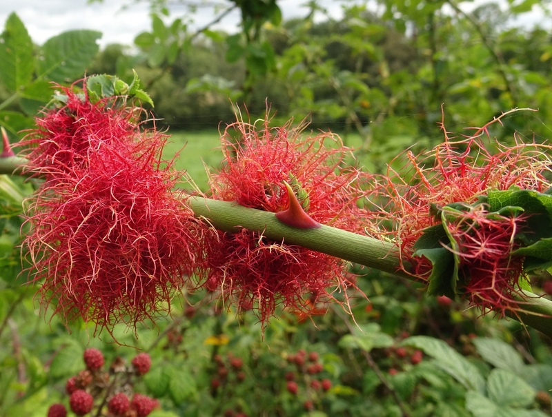 Robin's Pin-cushion Gall
