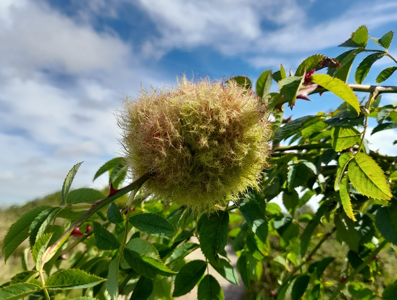 Robin's Pincushion gall