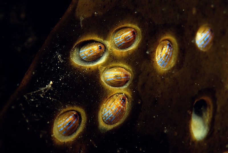 Blue Ray Limpets on kelp © Paul Naylor