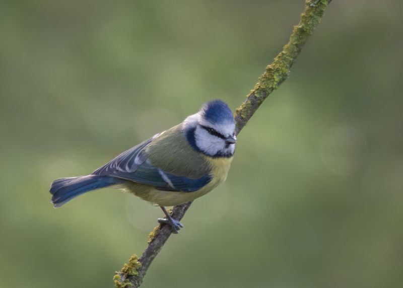 Blue Tit © Emma Varley Blue Tit © Emma Varley