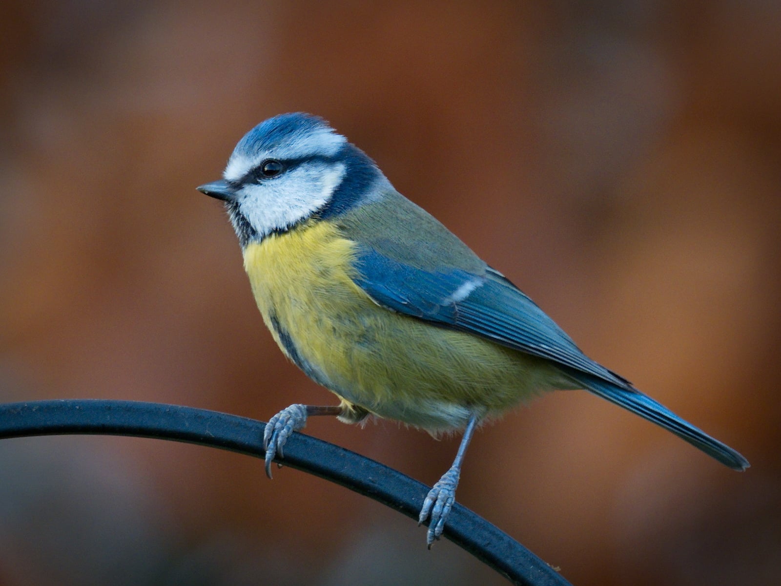Blue tit
