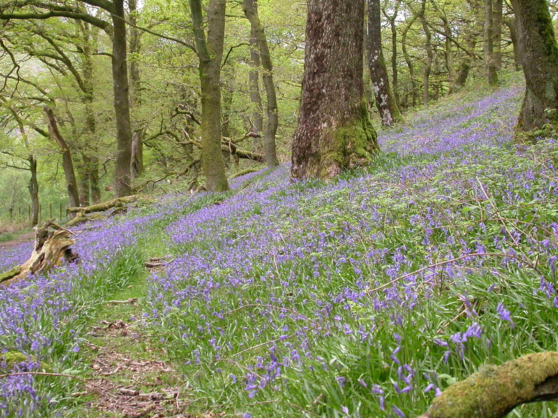 Bluebells © Graeme Lyons
