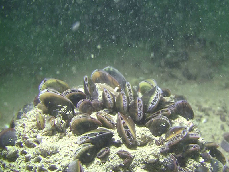 Blue Mussels © Bryony Chapman