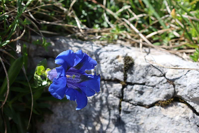 Blue Trumpet Gentians © David Philips