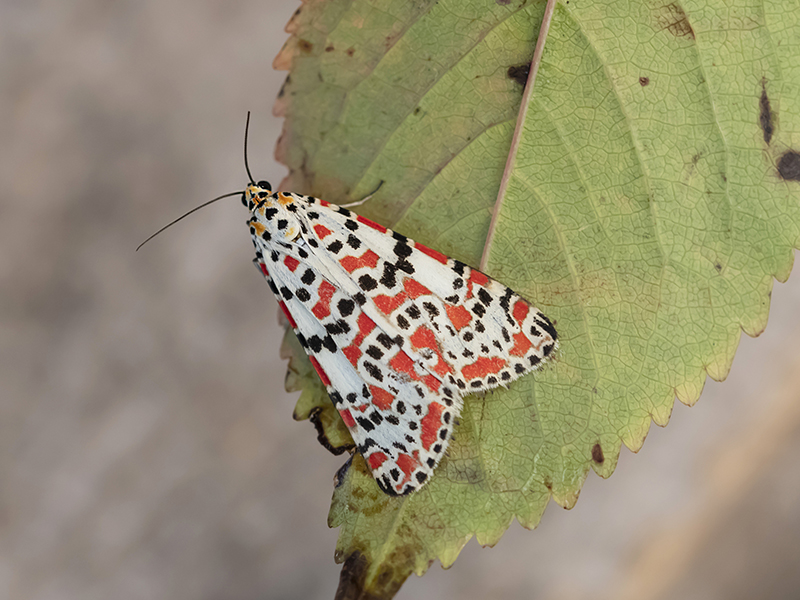 Crimson Speckled Moth © Bob Eade Crimson Speckled Moth © Bob Eade