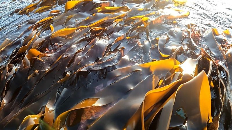 Kelp in Bognor © Paul Boniface