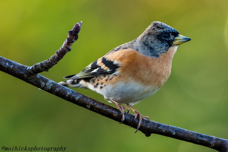 Brambling
