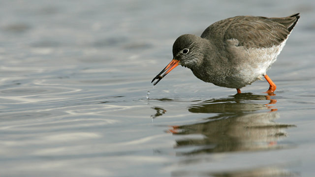 Webinar: Breeding Waders: The Threats and Opportunities