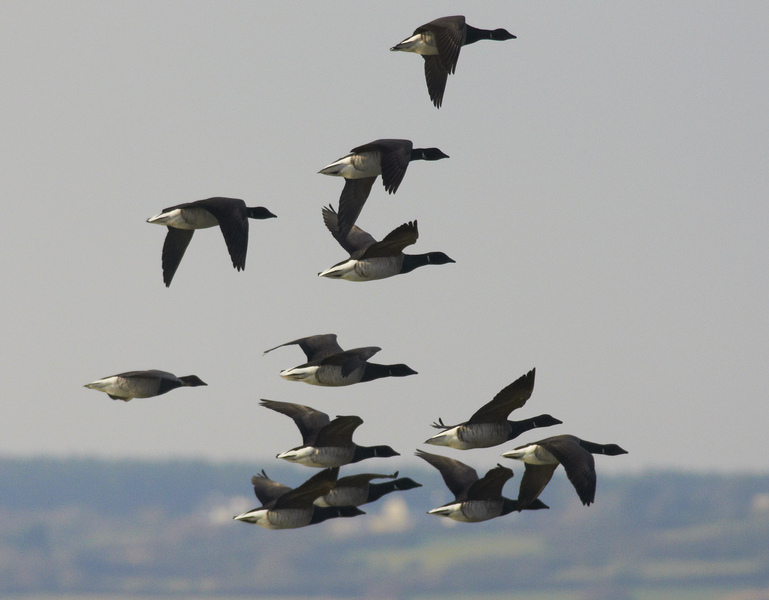 Eastbourne Local Group - walk on the west side of Cuckmere Haven