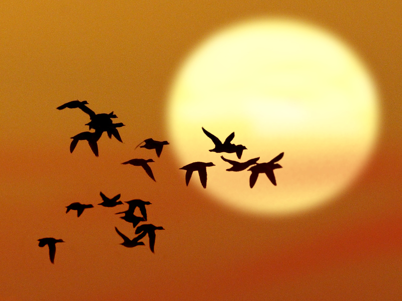 Rye Harbour Nature Reserve sightings February 2026