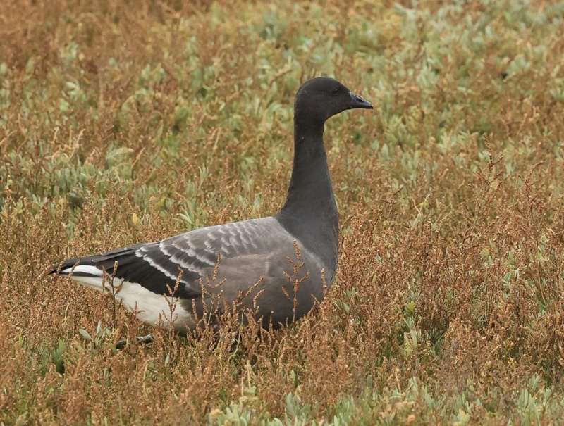 Brent Goose