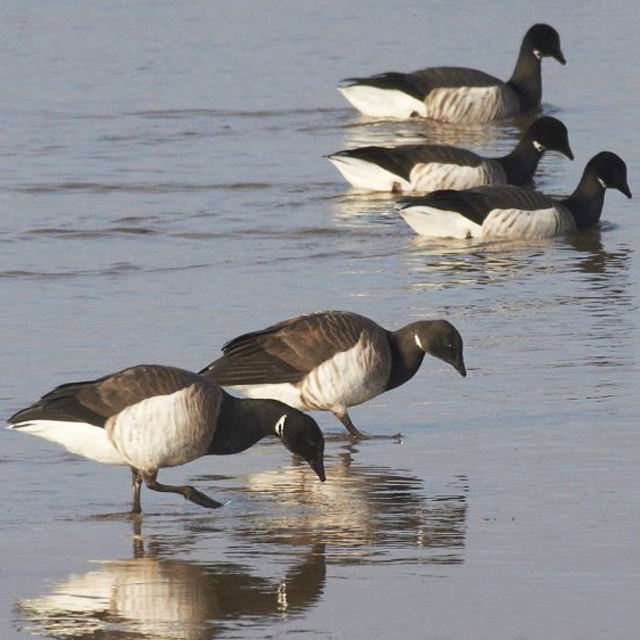 Brent Geese