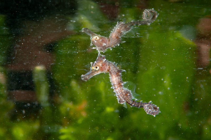 Juvenile Seahorse at Brighton Marina © Paul Parsons