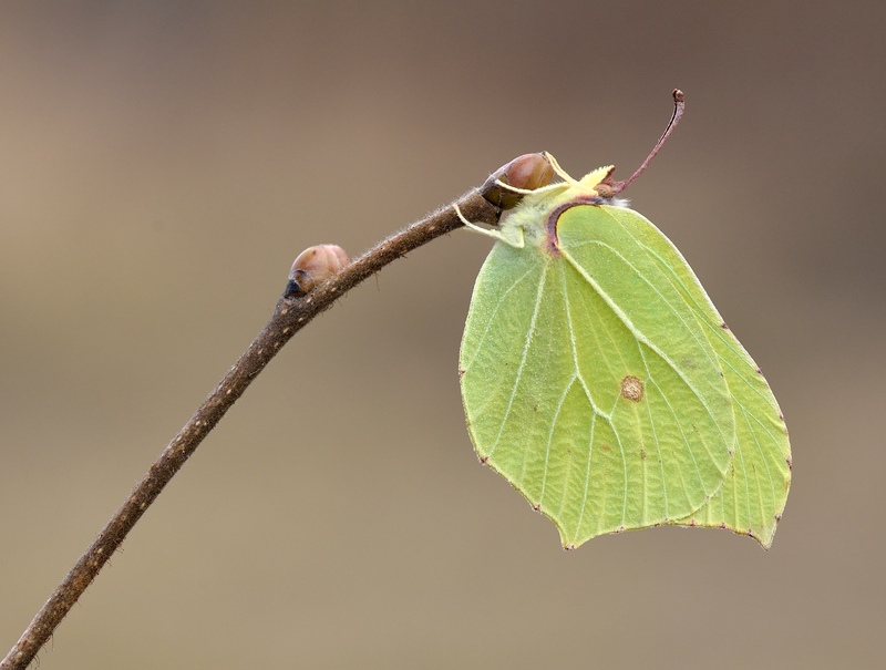 Brimstone butterfly