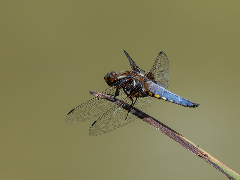 Broad-bodied Chaser © Polly Mair