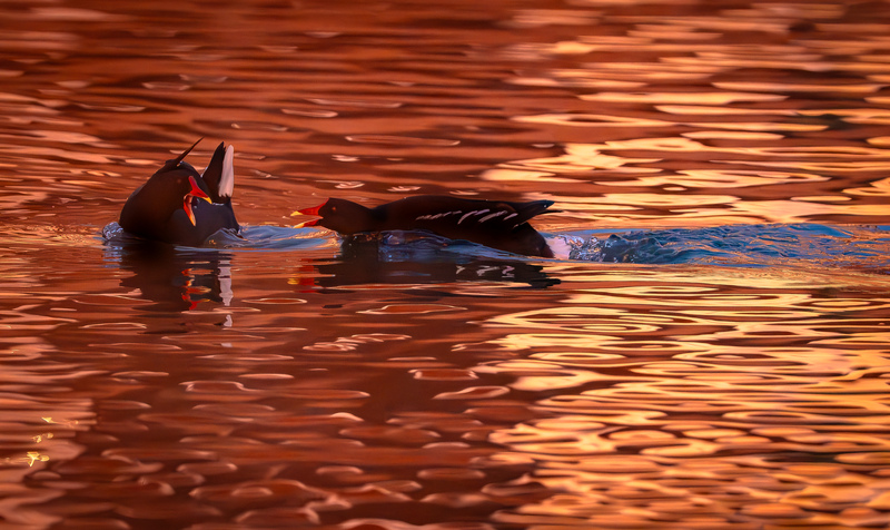 Moorhens © Paul Parsons