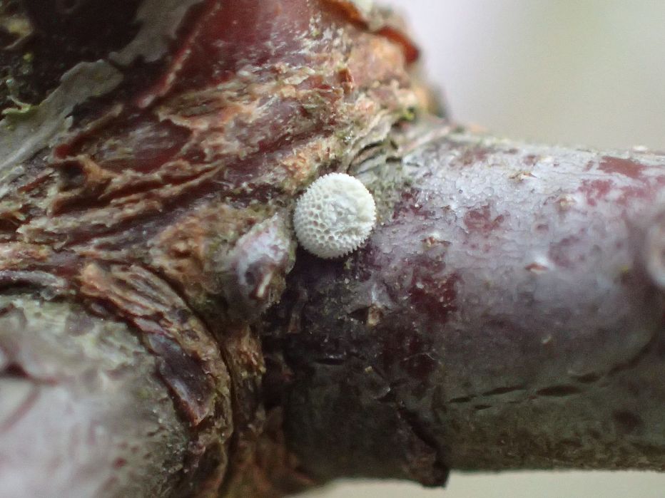 Brown Hairstreak egg © Glenn Norris
