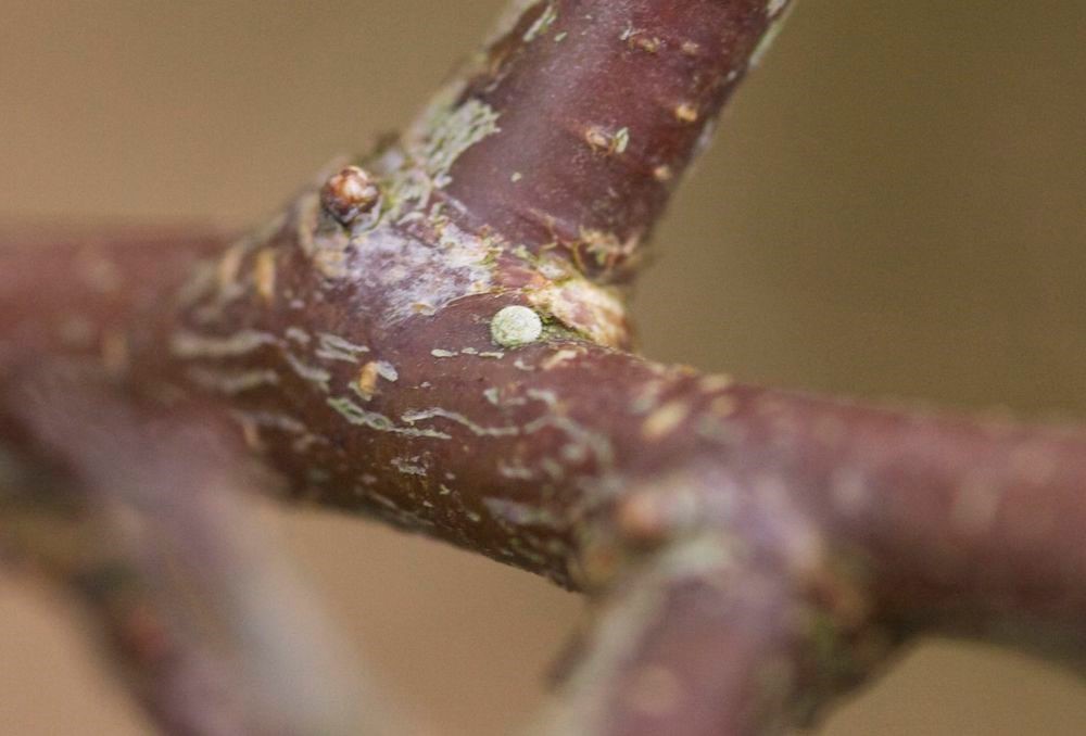 Brown Hairstreak egg © Rob Eadie