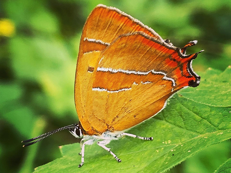 Brown Hairstreak © Nick Ostler Brown Hairstreak © Nick Ostler