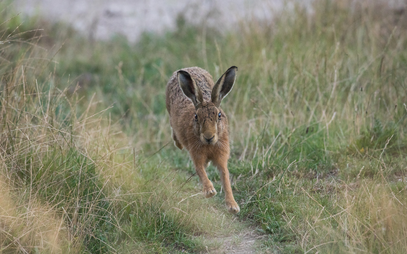 A hop, skip and a jump for Leap Year