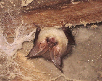 Brown Long-eared Bat © Ryan Greaves