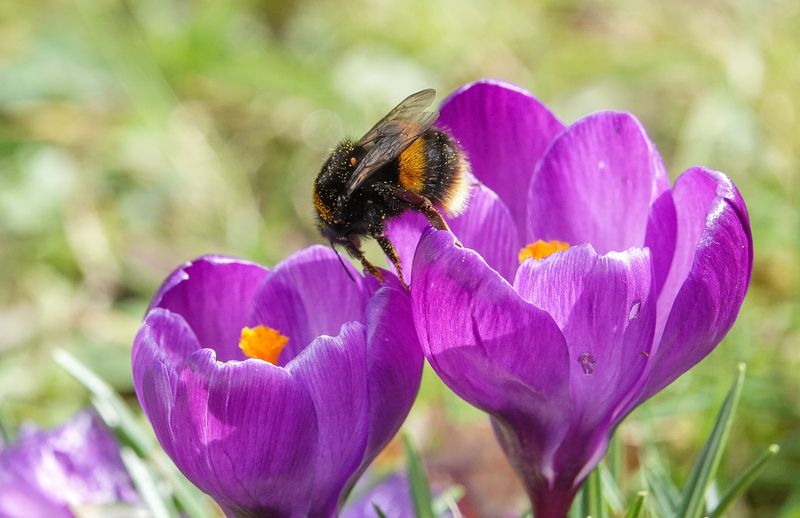 Buff-tailed Bumblebee © Jeff Penfold Buff-tailed Bumblebee © Jeff Penfold