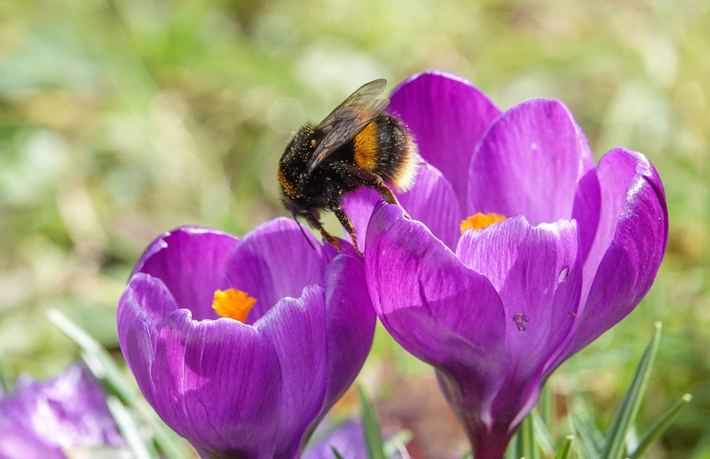Buff-tailed Bumblebee
