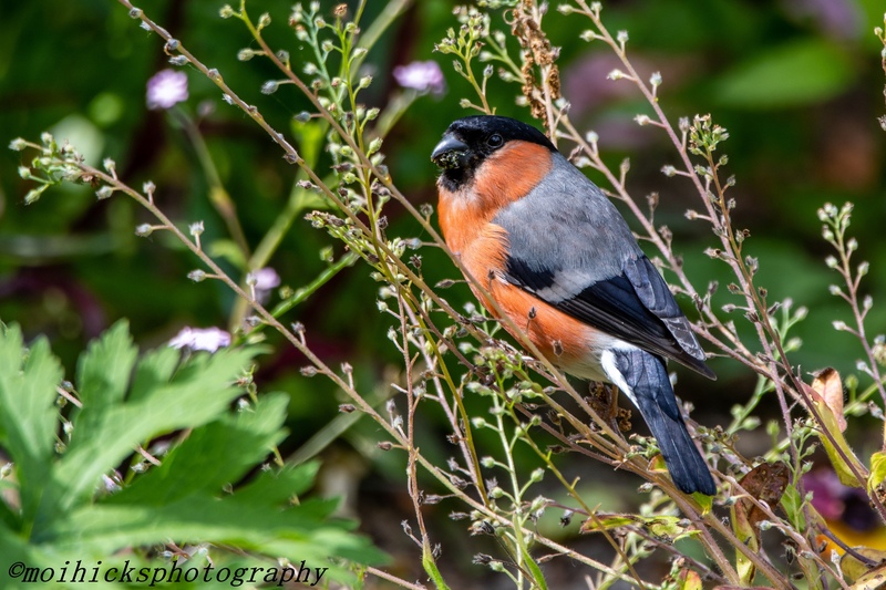 Sofa Birding