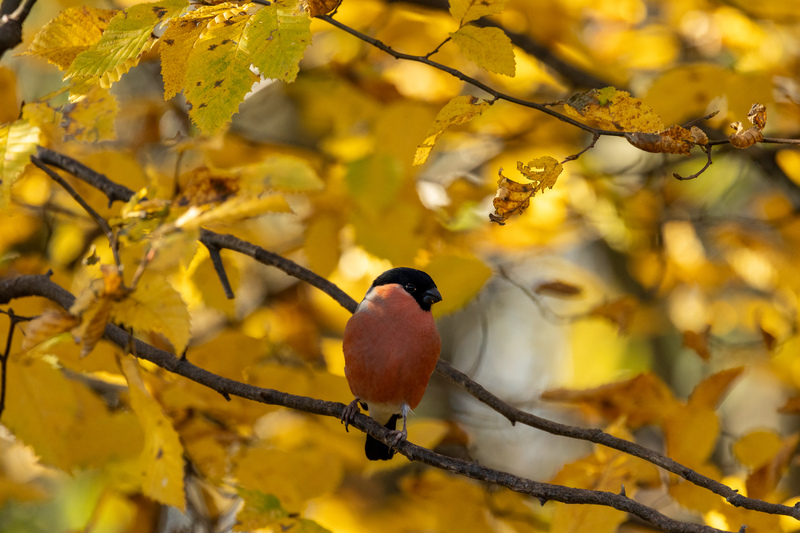 Bullfinch © Stephen Redden