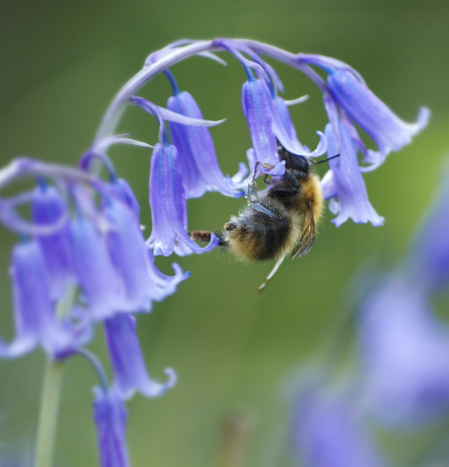 Bumblebee on bluebell