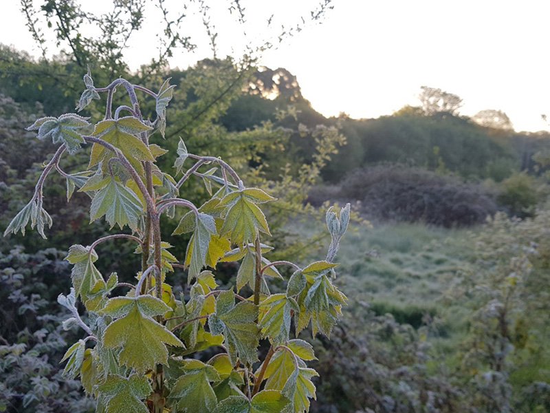 Wild Service Tree at Butcherlands © Alex Worsley Wild Service Tree at Butcherlands © Alex Worsley