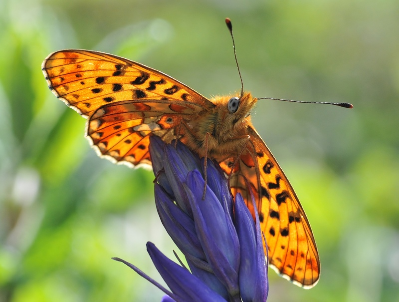 Pearl-bordered Fritillary butterfly