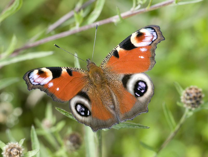 Marvellous metamorphosis: Inside the chrysalis