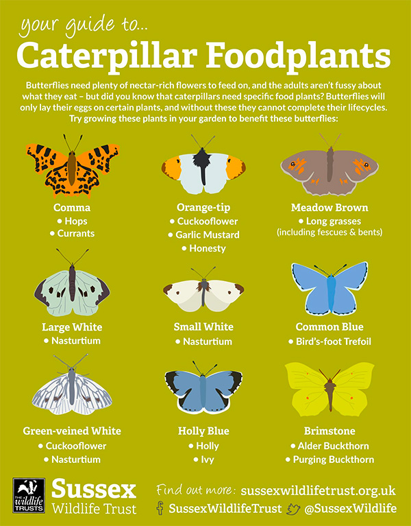 Click to download Caterpillar Foodplants infographic Click to download Caterpillar Foodplants infographic