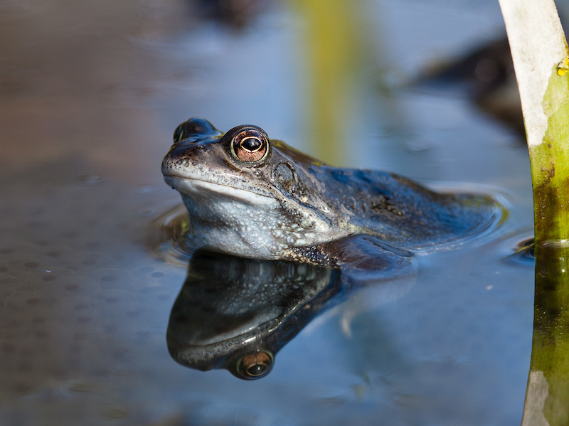 An amphibian awakening