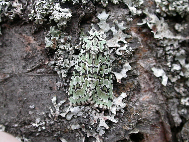 An Introduction to Moths and Moth Trapping (01/07/2023)