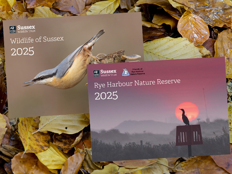 Sussex Wildlife Trust calendars 2025